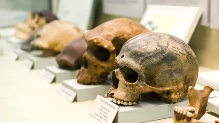 Descoperire uimitoare. Neanderthalienii tratau cariile cu unelte din piatră acum 60.000 de ani