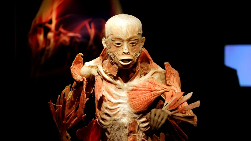 The Human Body. Reportaj printre cadavre, un spectacol în carne și oase - GALERIE FOTO