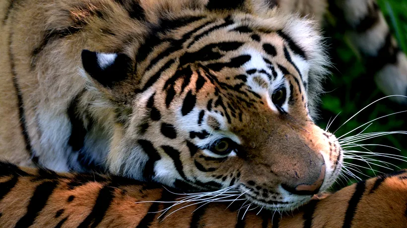 Mai mulți medici din București chemați la Grădina Zoo din Galați, la un tigru bolnav 