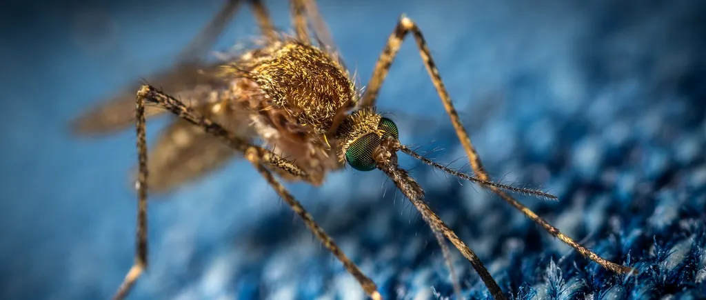 O bacterie „miraculoasă” introdusă în țânțari duce la scăderea cazurilor de febră Dengue cu peste 70%