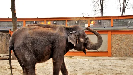 India testează și elefanții, după ce o leoaică a murit de Covid-19 și mai mulți lei au fost depistați pozitiv