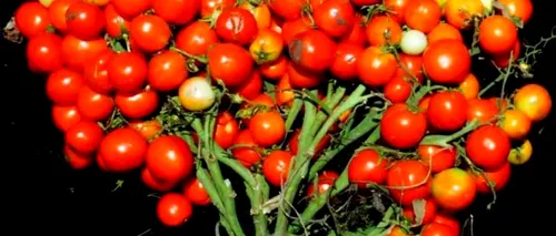 Roșiile „spațiale pot fi plantate pe acoperișul zgârie-norilor. „Cercetătorii NASA au exprimat interes față de tomatele noastre