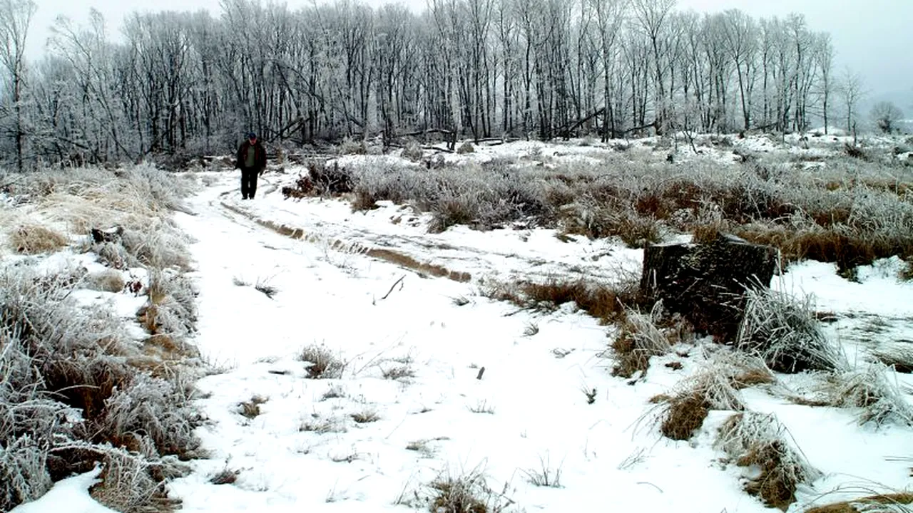 Un pădurar a fotografiat mai mulți bărbați care încărcau bușteni într-o mașină. Ce s-a întâmplat după câteva momente