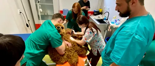 10.000 de animale de companie tratate în primul an de la înființarea singurului spital de urgențe veterinare din Moldova. Cine este cel mai neobișnuit pacient