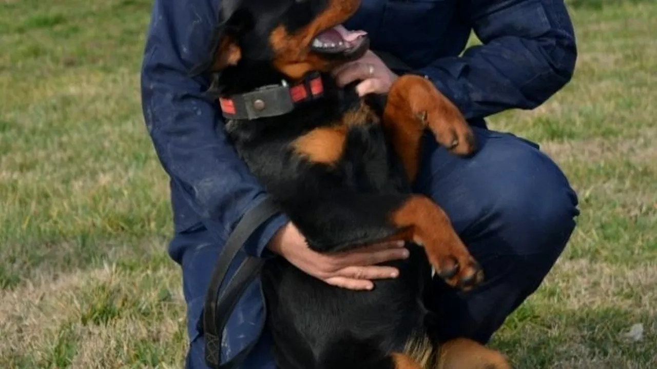 GALERIE FOTO | Cele mai îndrăgite ,,jandarmerițe” ale Inspectoratului de Jandarmi Județean Arad