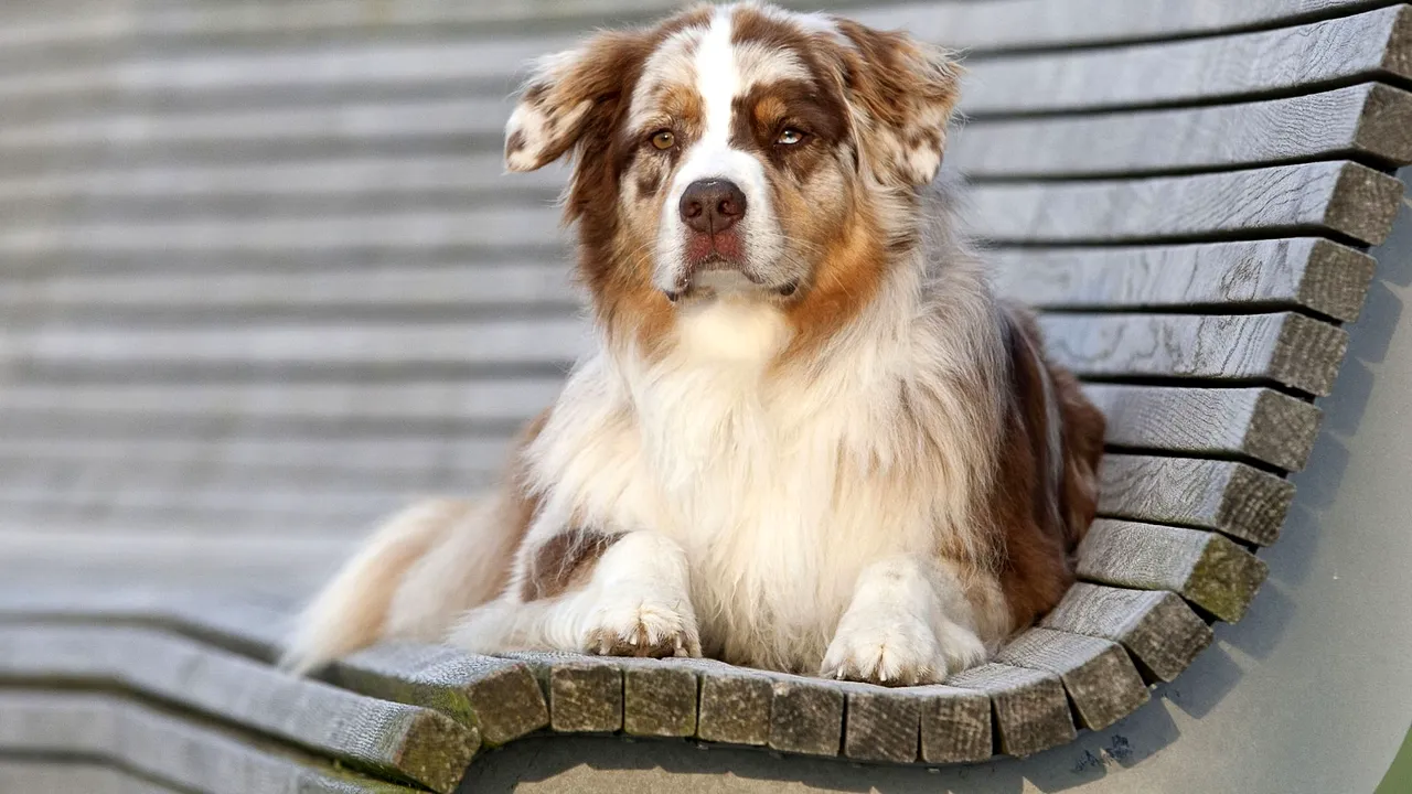 #cugandullaanimale. Câine jupuit de viu și lăsat să moară în județul Dâmbovița. Poliția a deschis o anchetă - FOTO