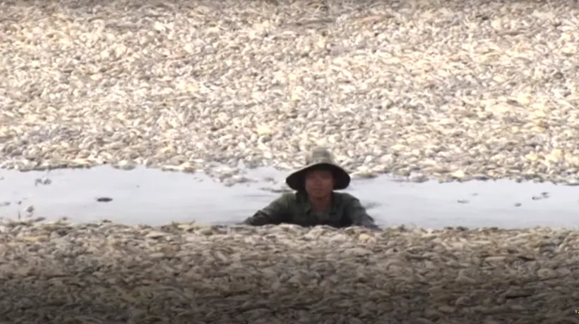 VIDEO | Sute de mii de pești mor în Vietnam. Ce cauzează acest dezastru fără precedent