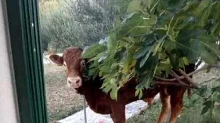 Povestea emoționantă a taurului care a reușit să evadeze de la abator: Toată țara îl susține / „Nu știu cum a reușit. Forța brută a învins tehnologia. L-am căutat și cu drona și degeaba