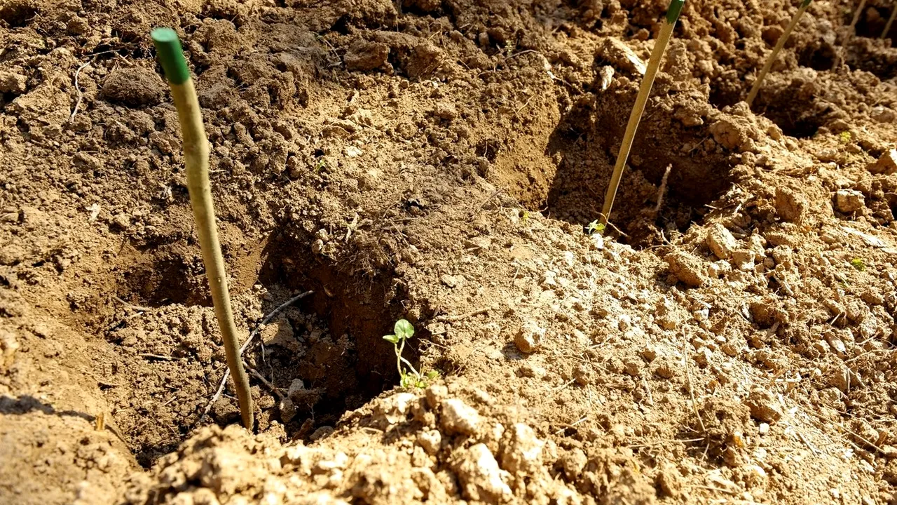 Un craniu a fost găsit pe Faleza Dunării din Galaţi