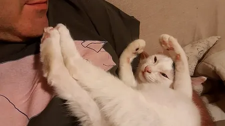 Două pisici și-au salvat stăpânii din calea morții. La scurt timp, casa cuplului a fost distrusă de o viitură / „Mă bucur că Simba și Mose au supraviețuit