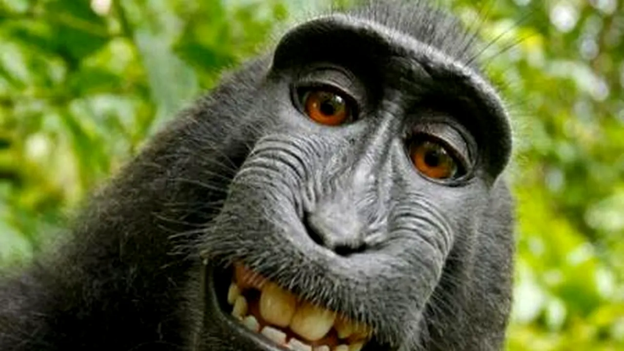 Proces inedit în SUA, pentru a stabili cine este proprietarul fotografiei de mai jos: maimuța care și-a făcut selfie sau fotograful căruia i-a fost furat aparatul