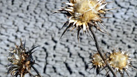 Seceta din această primăvară afectează culturile de grâu, sfeclă de zahăr, orz și porumb din județul Galați. Irigațiile sunt prea scumpe