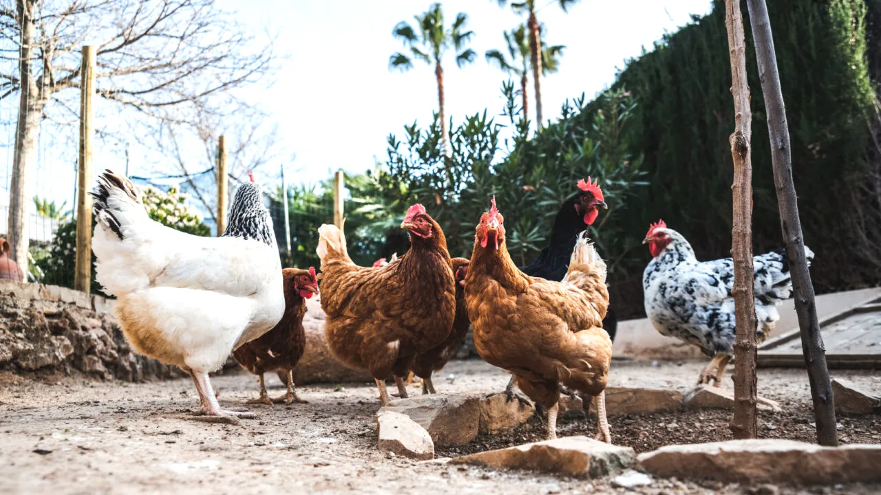 Orașul european unde străzile și parcurile au ajuns „invadate” de găini. De ce autoritățile nu le pot captura