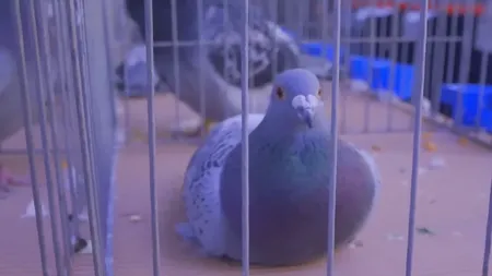 Poliţiştii belgieni au făcut PERCHEZIȚII într-o localitate din Mehedinţi, în căutarea unor porumbei foarte valoroşi furați în urmă cu 9 ani