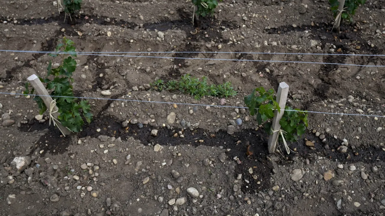 Guvernul francez plătește pentru smulgerea viilor din Bordeaux. Vinul roșu de Bordeaux ar putea ajunge alcool pentru parfumuri