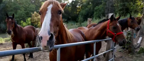 Peste 150 de cai au fost mutilați și uciși în Franța în cadrul unui posibil ritual de o cruzime inimaginabilă