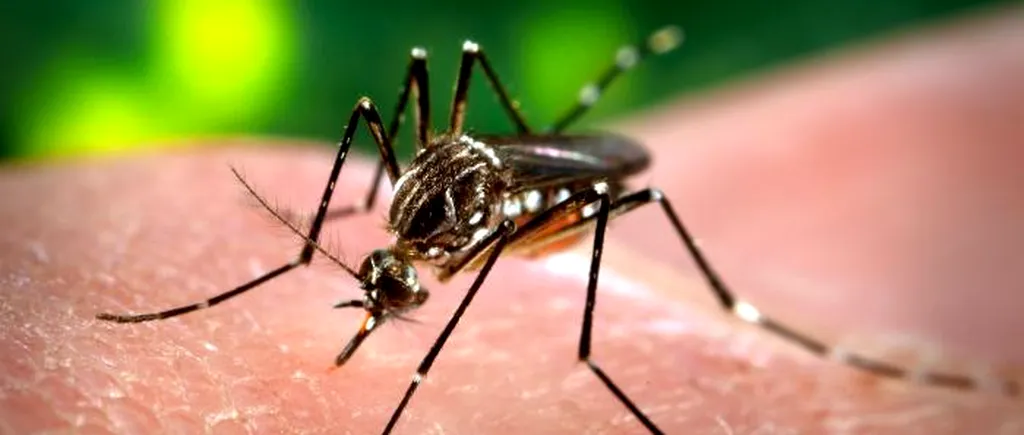 Virusul Zika ar afecta și creierul adulților