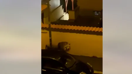 Un leu a scăpat de la circ și s-a plimbat pe străzile unui oraș italian. Animalul a fost sedat, dar a reușit să scape / „Am găsit ușa deschisă”