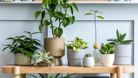 Plantele pe care NU ar trebui să le ții în casă. Specialiștii avertizează că pot atrage dăunători