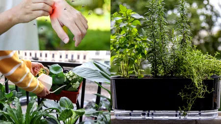 Planta aromatică respingătoare pentru muște. Poate fi cultivată în grădină sau în ghivece și este repelent natural pentru insecte