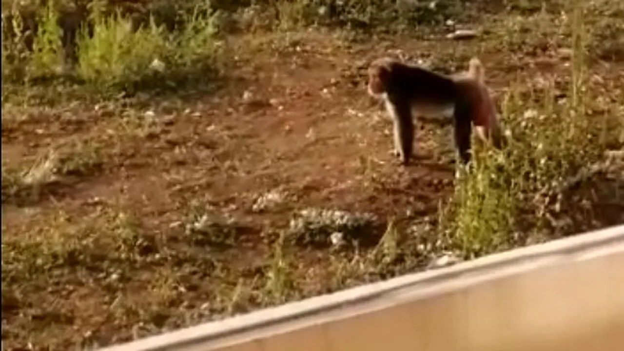 Maimuța zărită în Capitală a fost găsită în podul unei case din Sectorul 5: Am alergat-o foarte mult - VIDEO 