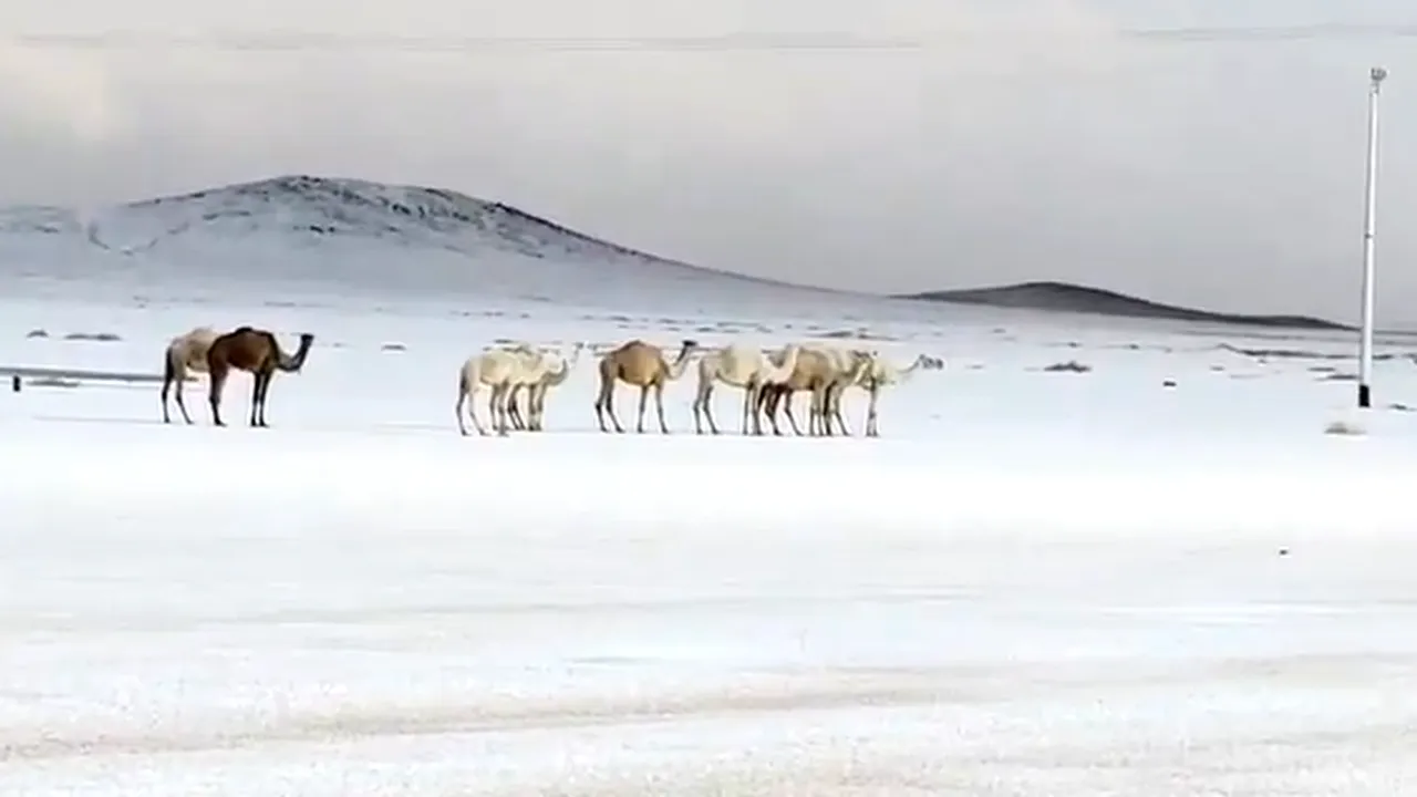Imagini de necrezut. Cămilele merg prin zăpadă, în nordul Arabiei Saudite