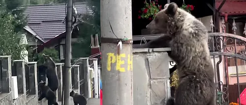 FOTO-VIDEO - Imagini incredibile surprinse la Bușteni. Trei urși se cațără pe gardul metalic al unei case