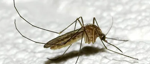 De ce sunt periculoși țânțarii: „Sunt cele mai ucigătoare vietăți din lume