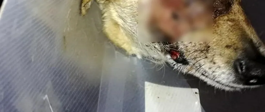 Copiii care au mutilat câinele din Satu Mare cu o petardă sunt căutați de polițiști