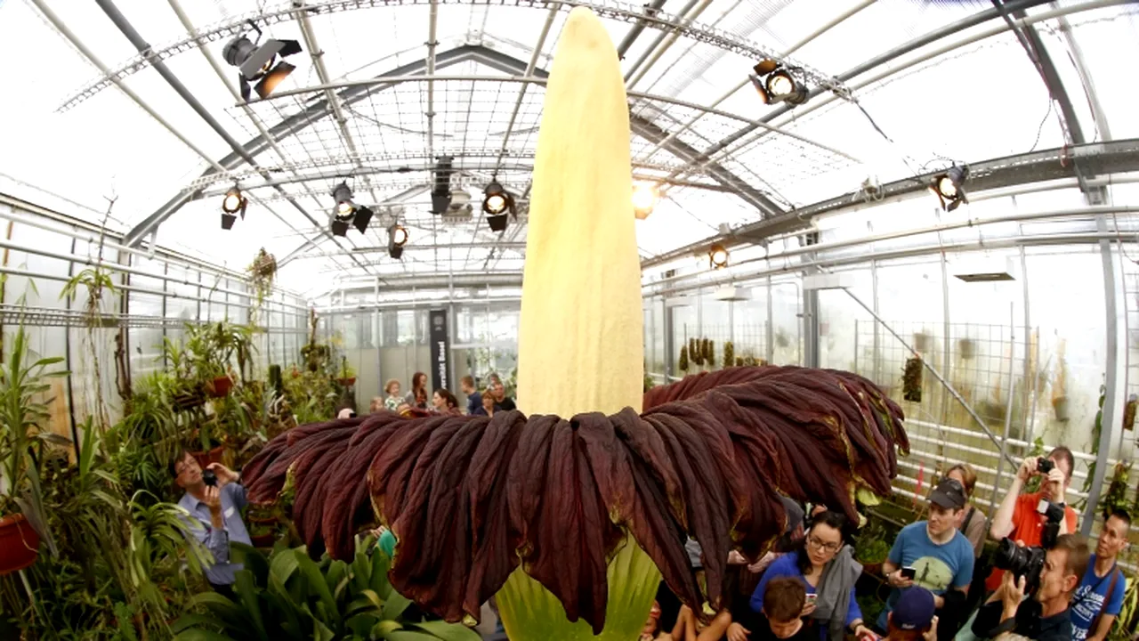 Mii de persoane au stat la coadă pentru a admira o floare uriașă, cu miros de cadavru, la Chicago