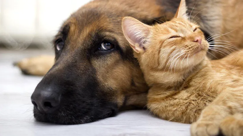 UE introduce un sistem obligatoriu de ÎNREGISTRARE pentru câini și pisici. Ce trebuie să știe toți iubitorii „prietenilor blănoși”?