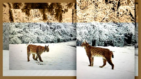 IMAGINI EXCLUSIVE | Apariție RARĂ în Masivul Căpățânii. Trei râși, specie STRICT PROTEJATĂ, surprinși de camerele de monitorizare. Specialist în vânătoare: „Este prima dată când vedem trei exemplare la un loc”