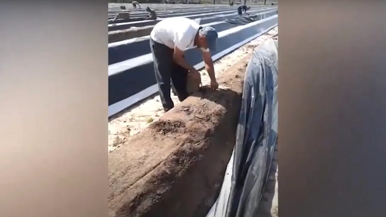 CONTROVERSE. Muncitorii români din Germania, în situație critică: Au clauze abuzive în contractele de muncă și au fost amenințati cu concedierea