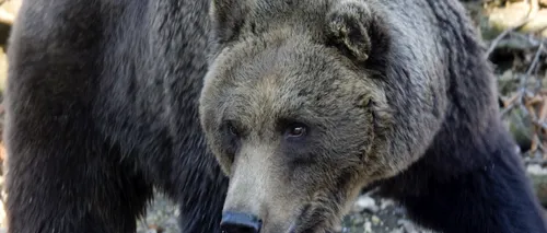 Prefectul de Dâmbovița, despre noul atac al urșilor: Mai mult ca sigur în acest caz este vorba despre braconaj. Ursul fusese prins într-un laț, era rănit