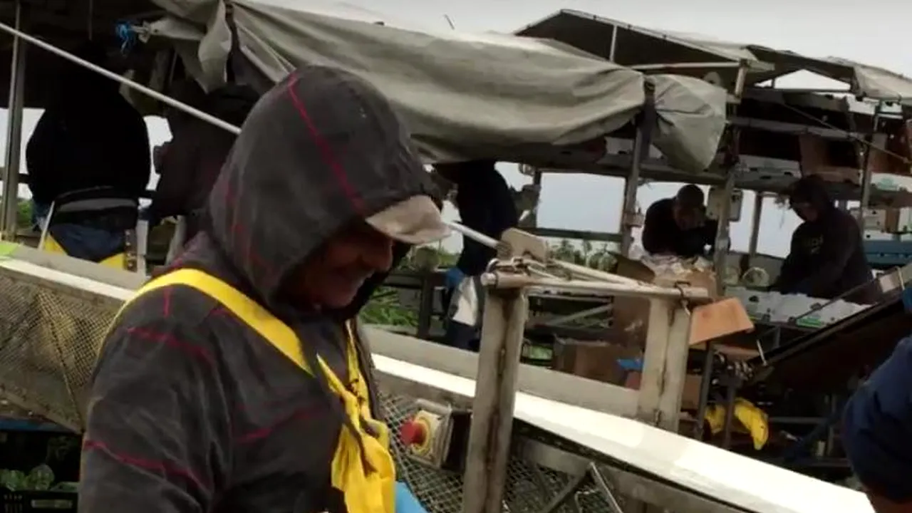 Cel mai nou contracandidat pentru imigranții care vor să culeagă conopidă în Marea Britanie. Nu obosește, nu mănâncă și nu cere salariu