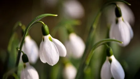 Ziua Internațională a Femeilor 2014. MESAJE de 8 MARTIE