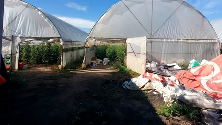 Legumicultorii din Olt renunță la solarii | Prețuri duble la încălzirea pe timpul iernii - GALERIE FOTO