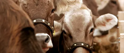 Fermele care aprovizionau fabrica Brădet împrăștie laptele pe câmp: Vacile nu așteaptă un ordin de la ministru dacă să dea sau nu lapte