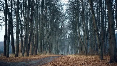 Comoara istorică de sub copac. Ce s-a descoperit după ce un câine a săpat o groapă în pământ, în Franța