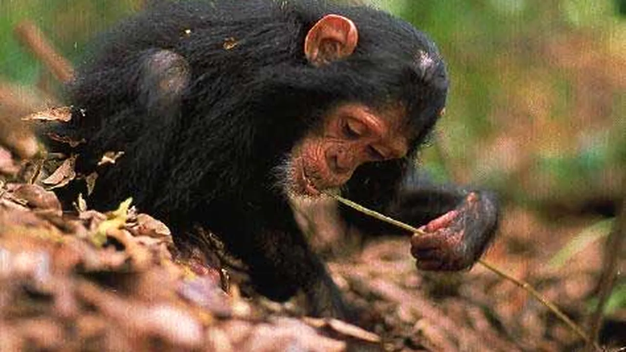 Oameni de știință de pe 3 continente au DOVADA. Descoperirea care schimbă ce știam despre maimuțe 