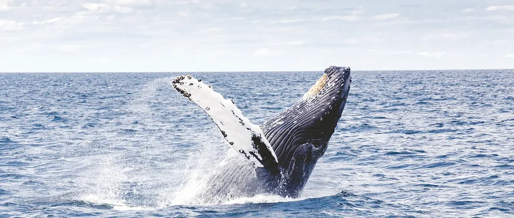 Descoperire tulburătoare făcută în timpul necropsiei unei balene moarte: „Oamenii nici măcar nu știu...”