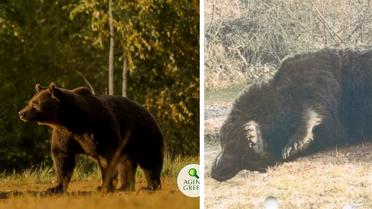 Dosar penal după uciderea ursului Arthur de către un prinț austriac. Procurorii fac cercetări (SURSE)