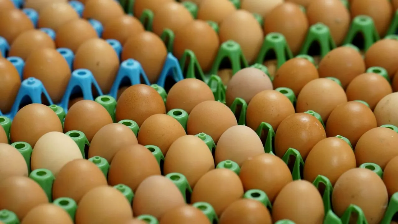 (P) Carmistin The Food Company deschide cea de-a doua fermă de păsări ouătoare BIO și crește cu 50% capacitățile de producție