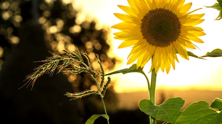 Azi este solstițiul de vară. Tradiții și superstiții străvechi. Ce să nu faci NICIODATĂ în cea mai lungă zi a anului