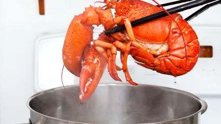 Oamenii de știință cer interzicerea imediată a fierberii homarilor de vii