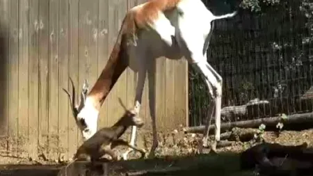 Eveniment rar la grădina zoologică din SUA, surprins în imagini. FOTO+VIDEO