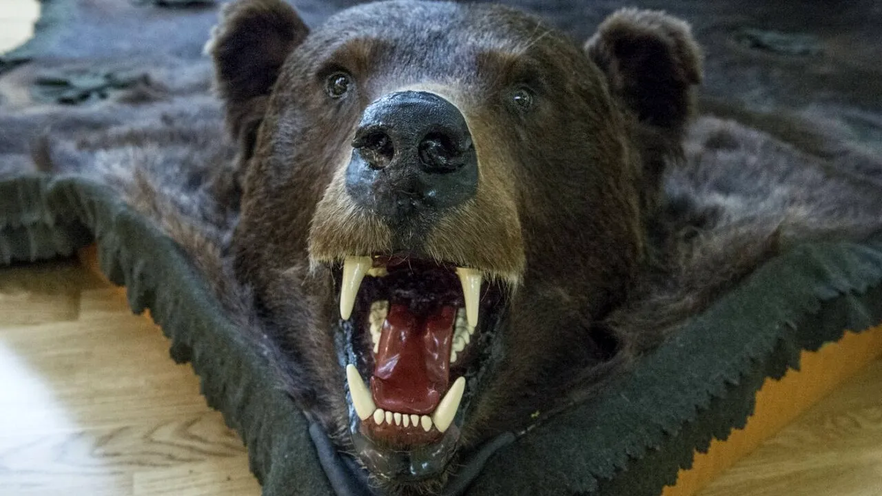 The Guardian: De ce își omoară România populația de urși?