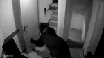 Un urs, turist fidel, s-a cazat la un hotel din Poiană. Răspunsul la apelul 112: „Un urs în hotel nu este o urgență”
