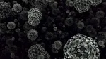 Hantavirus: misterioasa boală din timpul Războiului din Coreea care a ucis 250 de soldați
