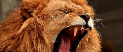 Panică la Zoo Rădăuți, după ce doi lei au scăpat din cușcă / Animalele exotice au fost prinse și tranchilizate (UPDATE)